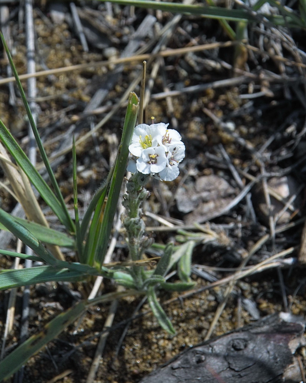 Image of Ptilotrichum tenuifolium specimen.