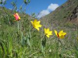 Tulipa zenaidae. Цветущие растения. Казахстан, Западный Тянь-Шань, Киргизский хр., ущ. Мерке, склон сев. экспозиции. 13 апреля 2016 г.