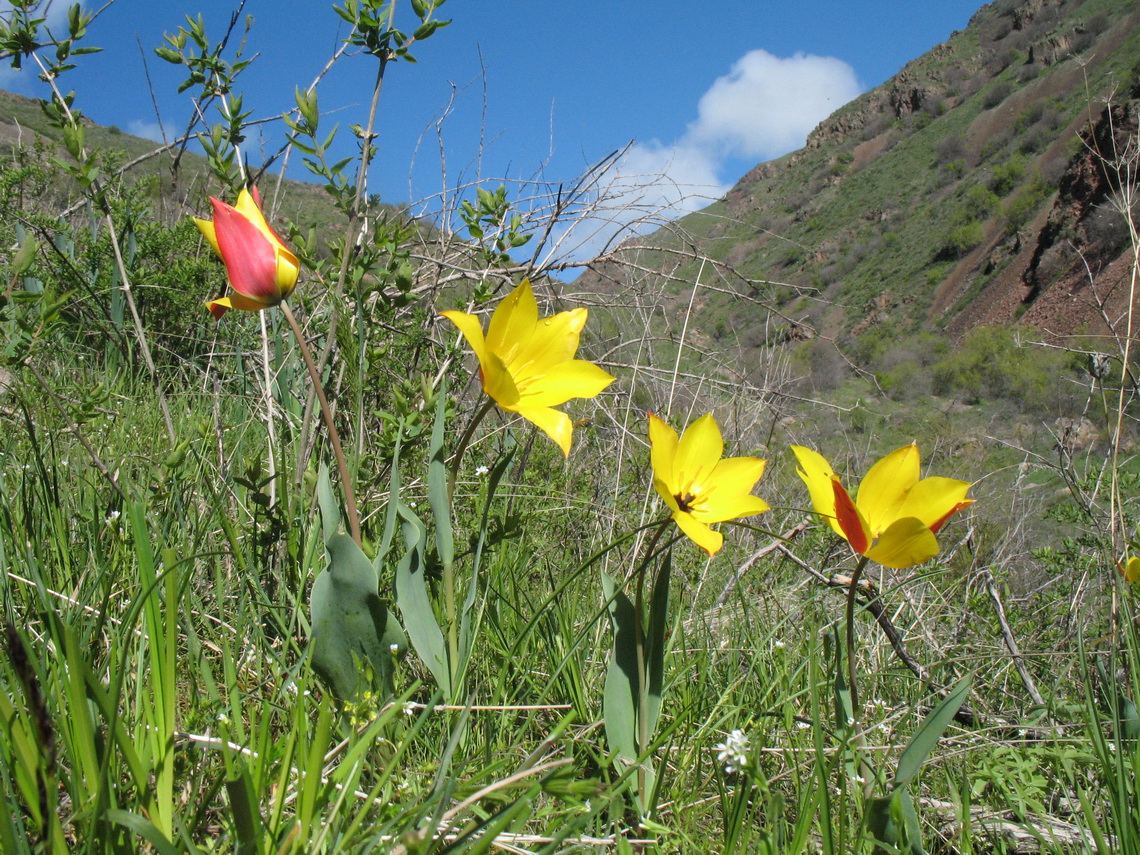 Image of Tulipa zenaidae specimen.