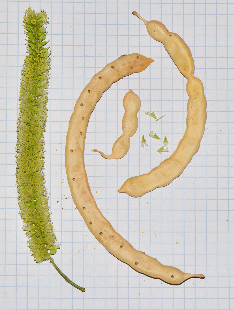 Image of Prosopis juliflora specimen.