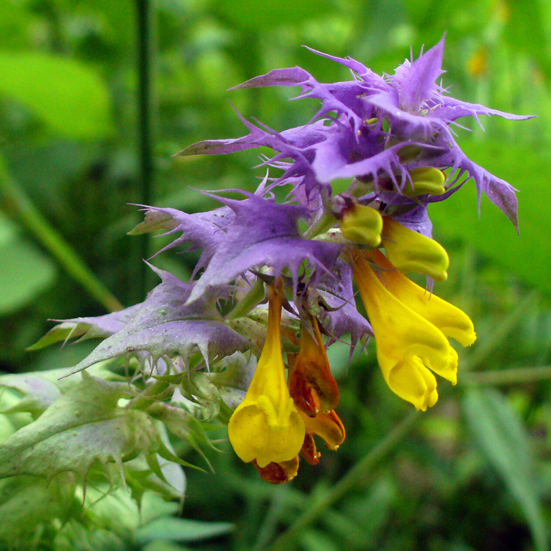 Image of Melampyrum nemorosum specimen.
