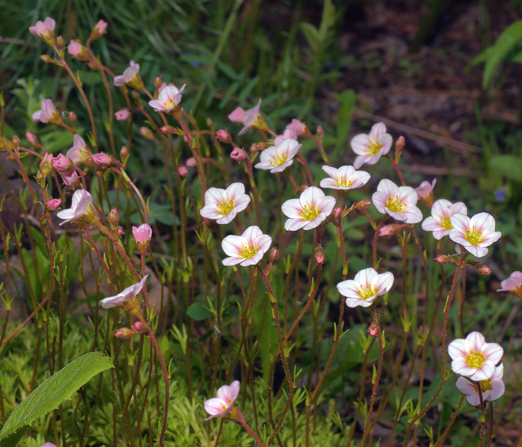 Image of Saxifraga × arendsii specimen.