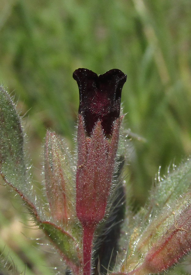 Image of Nonea taurica specimen.