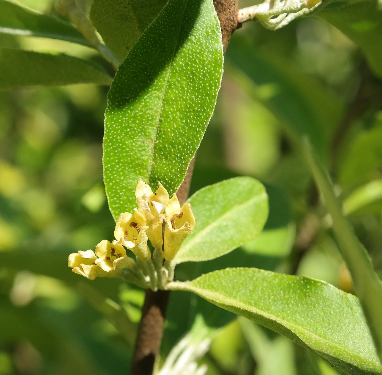 Image of Elaeagnus umbellata specimen.