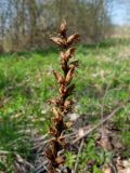 Orobanche pallidiflora. Верхняя часть прошлогоднего сухого побега с соплодиями. Ленинградская обл., Кировский р-н, каньон реки Лава, разнотравная поляна на известняке. 06.05.2016.