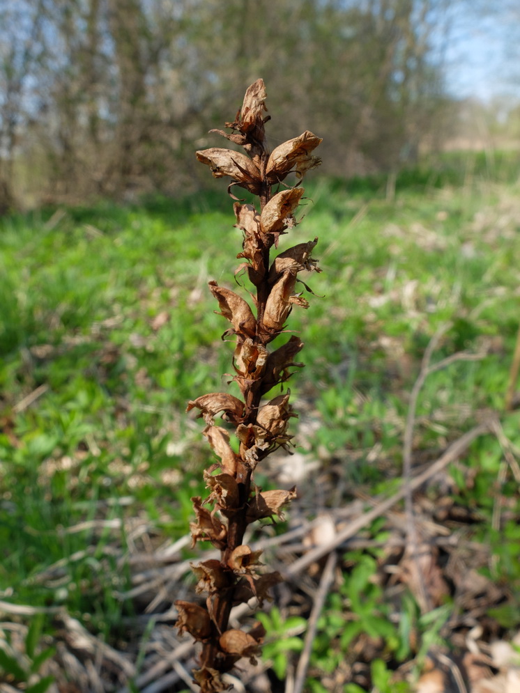 Image of Orobanche pallidiflora specimen.