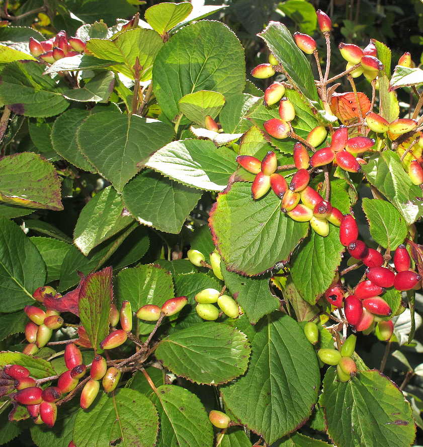 Image of Viburnum burejaeticum specimen.