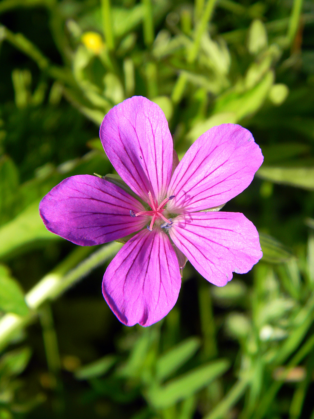 Изображение особи Geranium palustre.