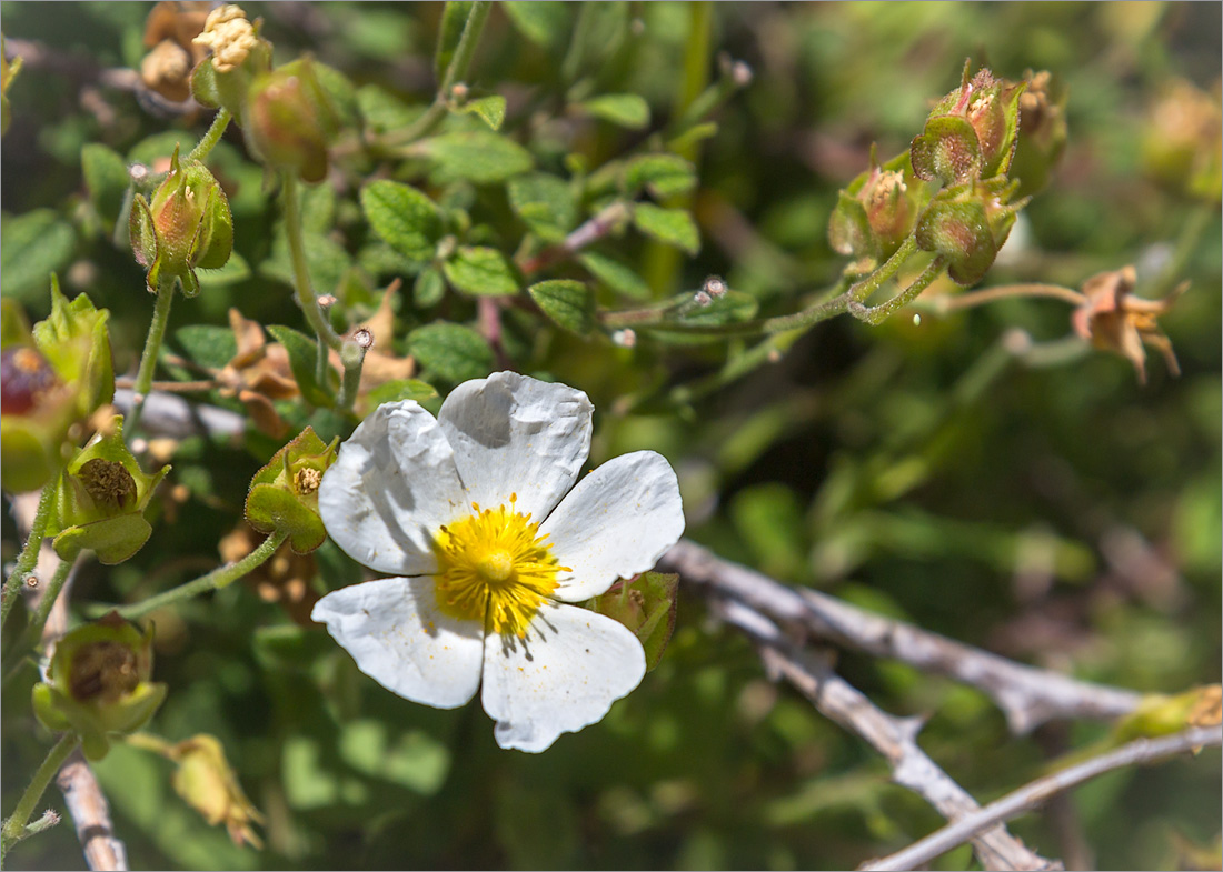 Image of Cistus salviifolius specimen.