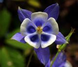 Aquilegia vulgaris