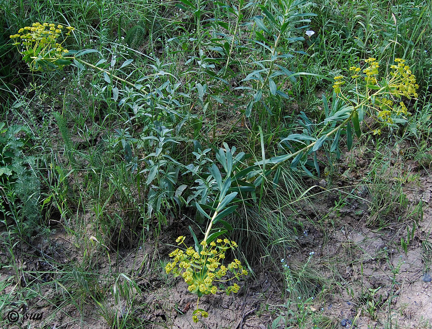 Изображение особи Euphorbia stepposa.