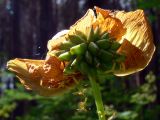 Trollius europaeus