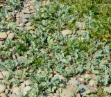 Crambe maritima