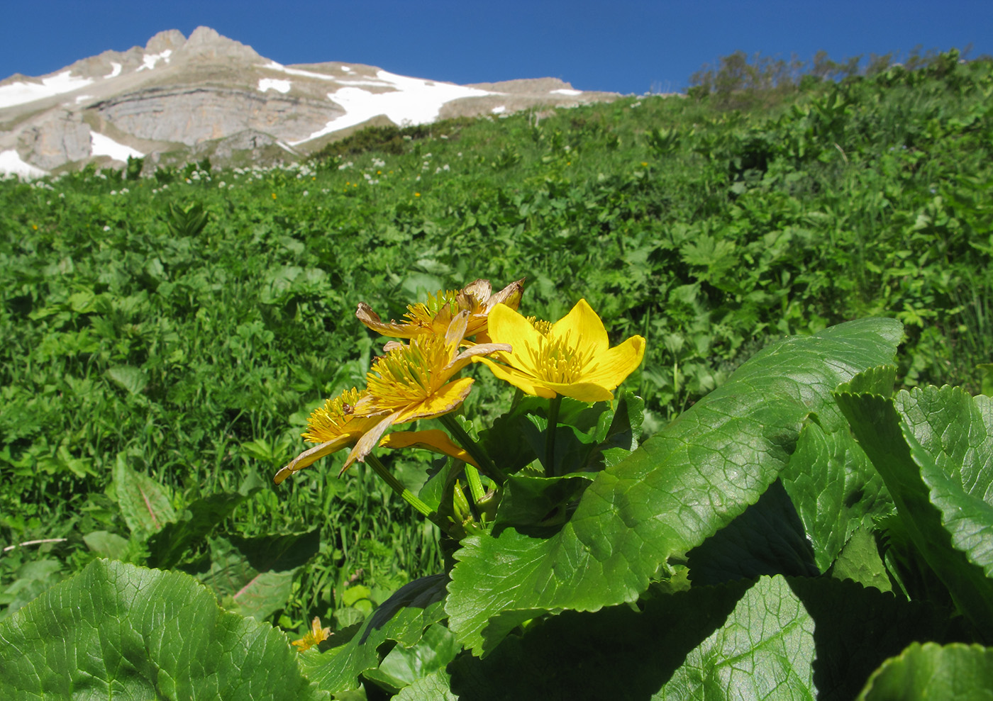 Изображение особи Caltha polypetala.