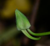 Tropaeolum majus