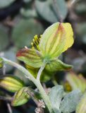 Helianthemum canariense