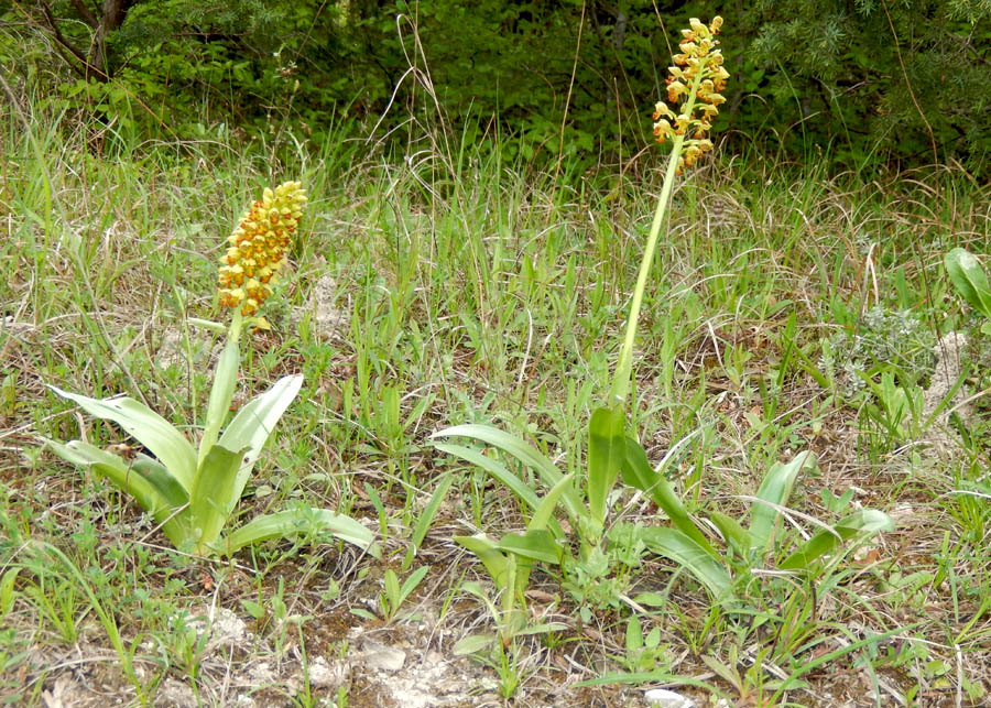 Image of Orchis punctulata specimen.