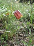 Fritillaria ferganensis. Цветущее растение. Кыргызстан, Ошская обл, Алайский р-н, Алайский хр., верховья р. Гульча под пер. Талдык, выше с. Ак-Босого, ≈ 2800 м н.у.м. 29 мая 2016 г.