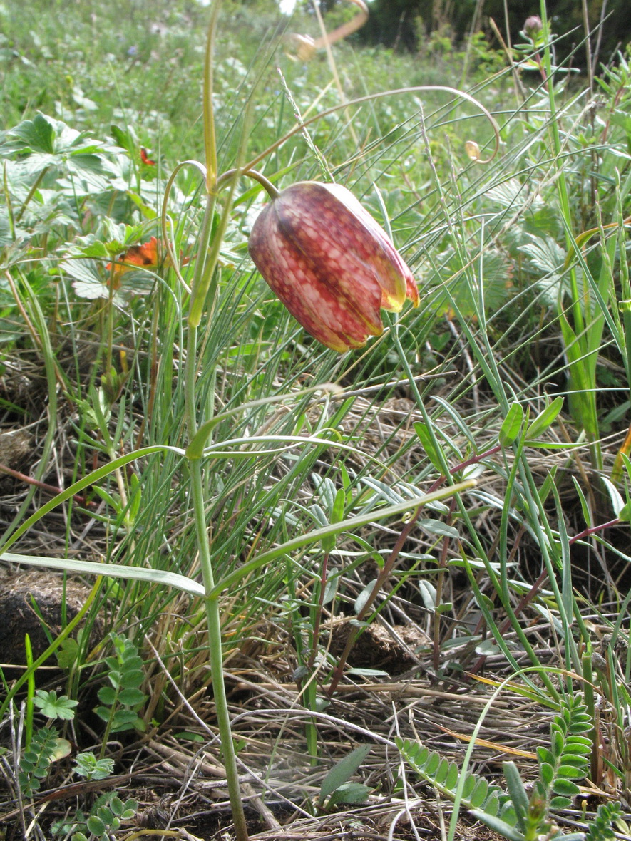 Изображение особи Fritillaria ferganensis.