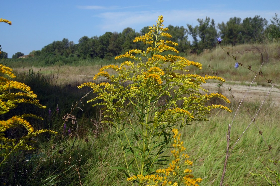 Изображение особи Solidago canadensis.