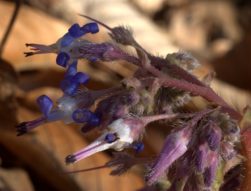 Изображение особи Trachystemon orientalis.