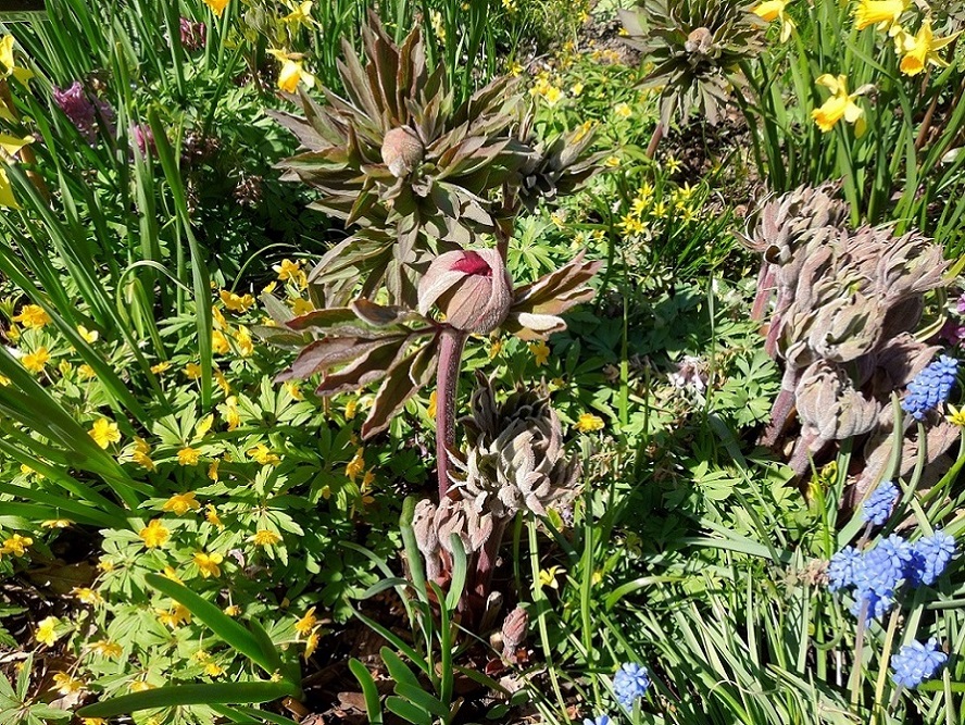 Image of Paeonia officinalis specimen.