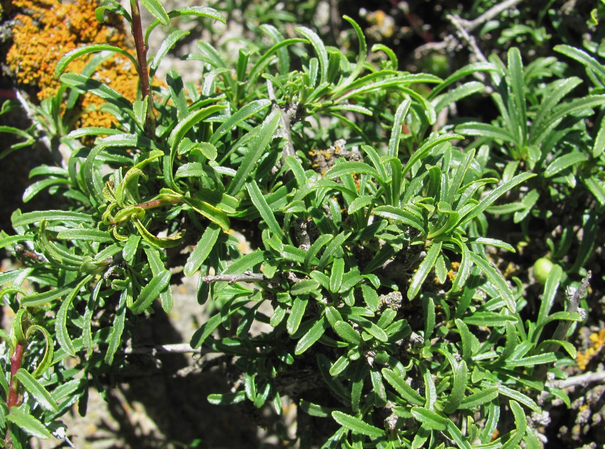 Image of Rhamnus tortuosa specimen.