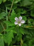 Geranium sibiricum. Цветок. Марий Эл, г. Йошкар-Ола, лесистая часть Центрального парка. 12.09.2016.