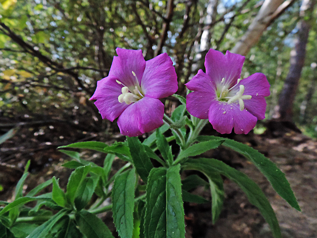 Изображение особи Epilobium hirsutum.