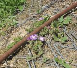 Drosanthemum floribundum. Часть цветущего растения. Израиль, Шарон, г. Герцлия, высокий берег Средиземного моря, откос набережной, в культуре. 26.04.2015.