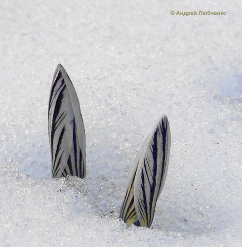 Изображение особи Crocus reticulatus.