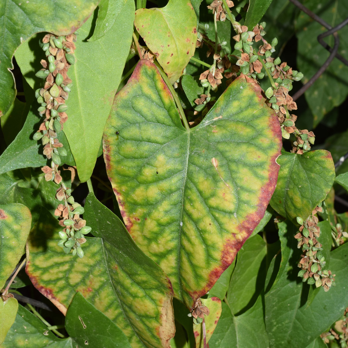 Image of Fallopia convolvulus specimen.