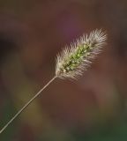 Setaria viridis. Соплодие. Татарстан, Агрызский р-н, с. Красный Бор, пустырь вдоль тропинки. 07.10.2016.