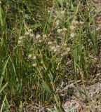 Lepidium cartilagineum