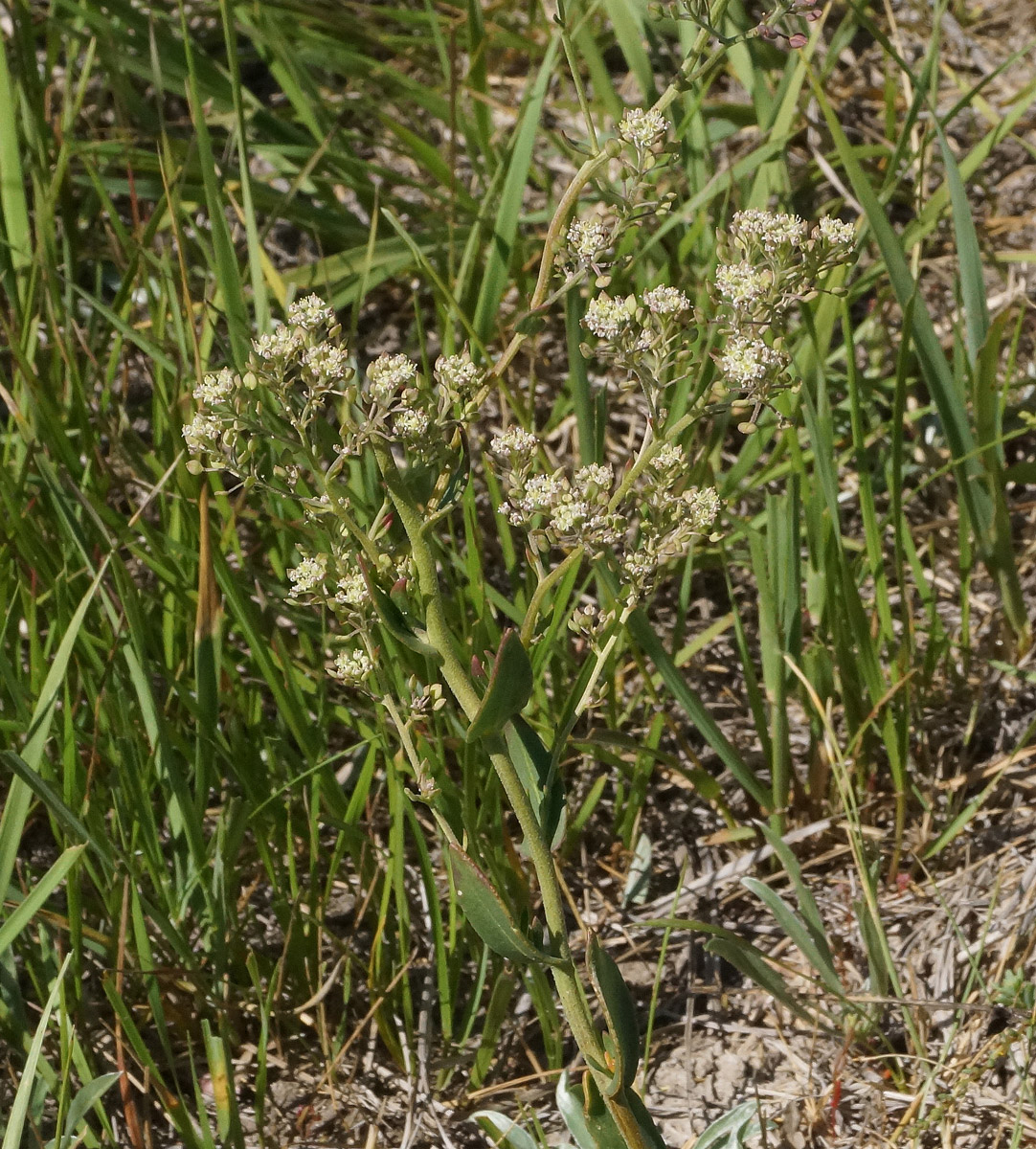 Image of Lepidium cartilagineum specimen.