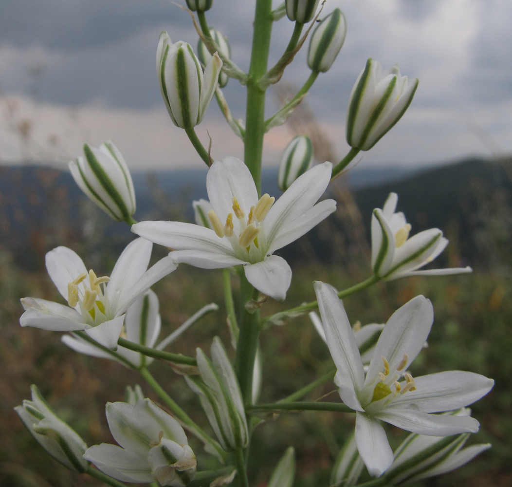 Image of Ornithogalum ponticum specimen.