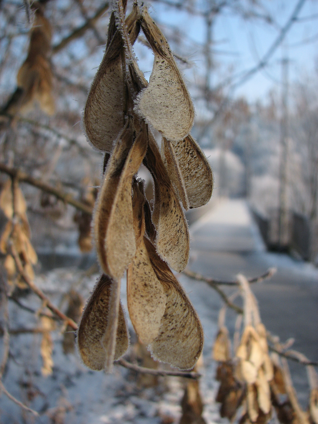 Image of Acer negundo specimen.