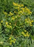 Euphorbia villosa