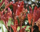 Photinia × fraseri