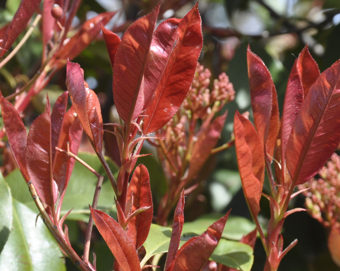 Image of Photinia × fraseri specimen.