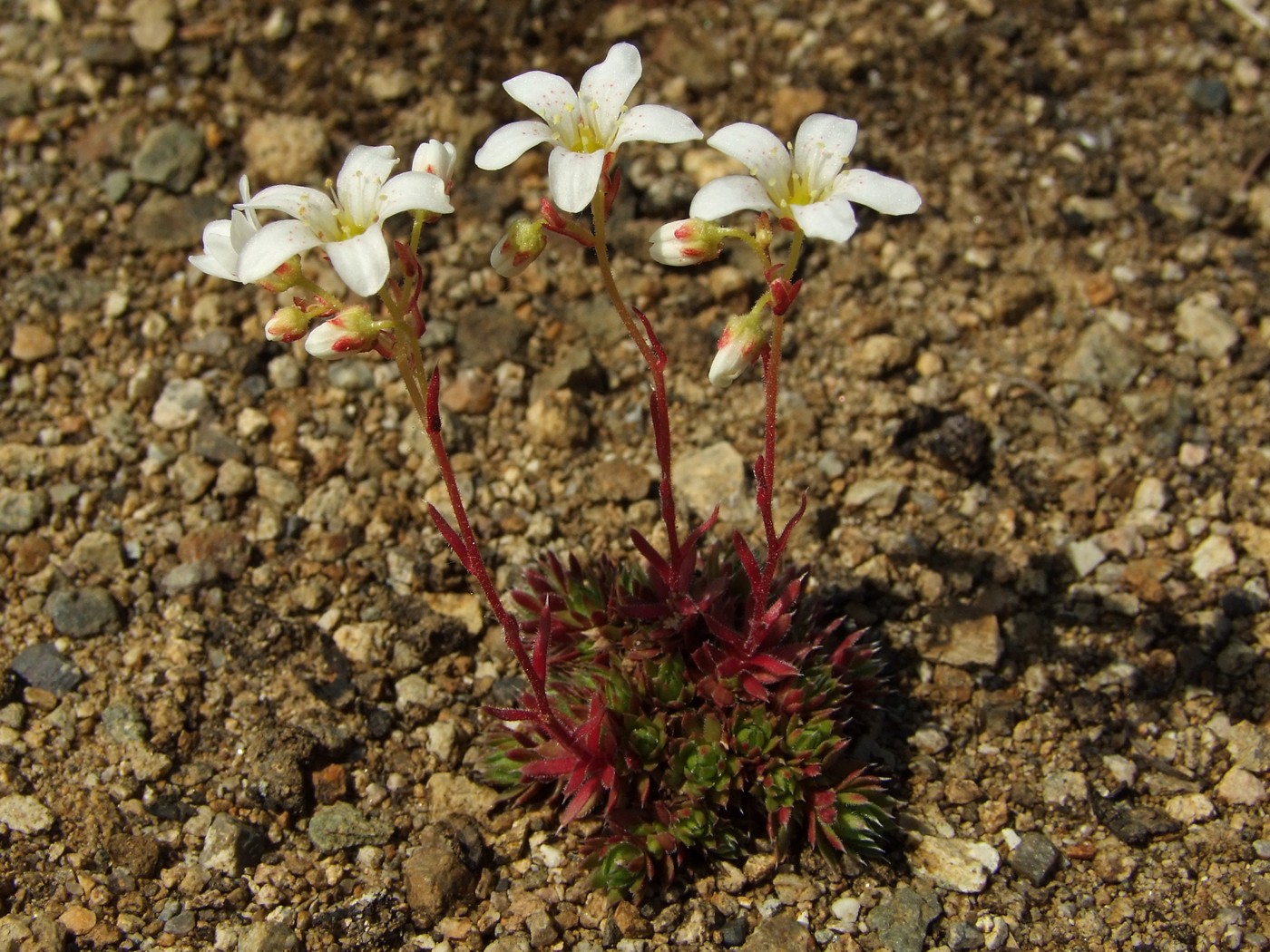 Изображение особи Saxifraga derbekii.