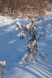 Cirsium vulgare. Усохшее отплодоносившее растение, укрытое снегом. Беларусь, Витебская обл., пос. Езерище, заросшие травами свежие отвалы грунта у края дренажной канавы. 06.01.2017.