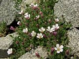 Gypsophila violacea. Цветущие и бутонизирующие растения среди камней на крутом склоне. Магаданская обл., Ольский р-н, Ольское побережье, распадок руч. Наледный. 15.07.2015.