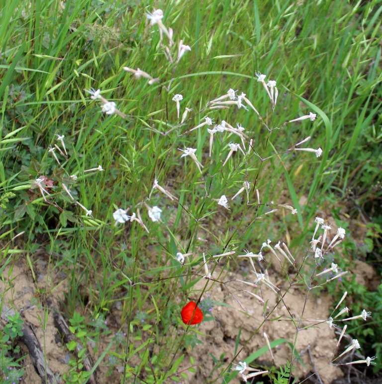 Изображение особи Silene italica.