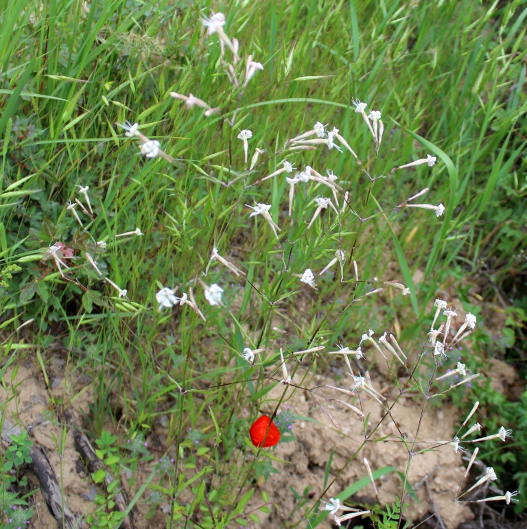 Image of Silene italica specimen.