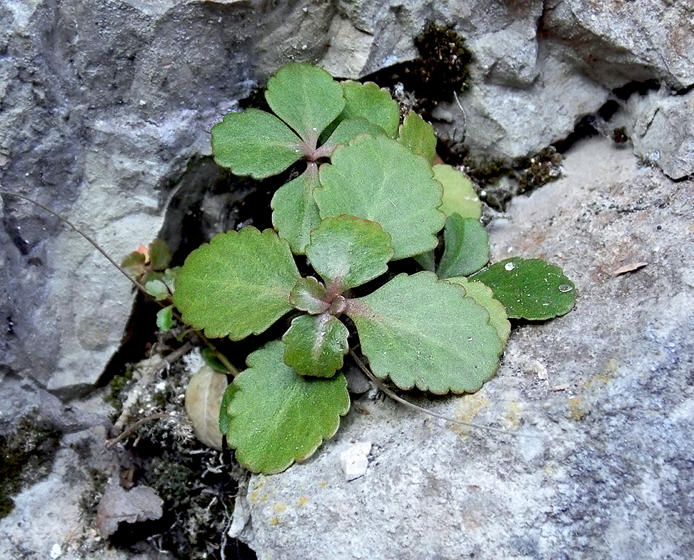 Image of Chiastophyllum oppositifolium specimen.
