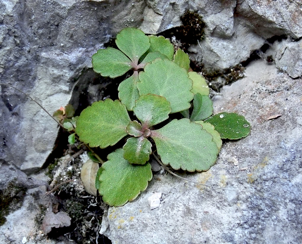 Изображение особи Chiastophyllum oppositifolium.