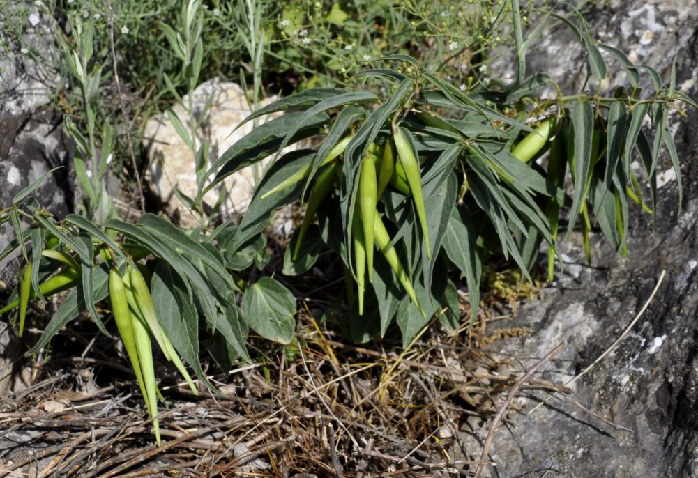 Image of Vincetoxicum fuscatum specimen.