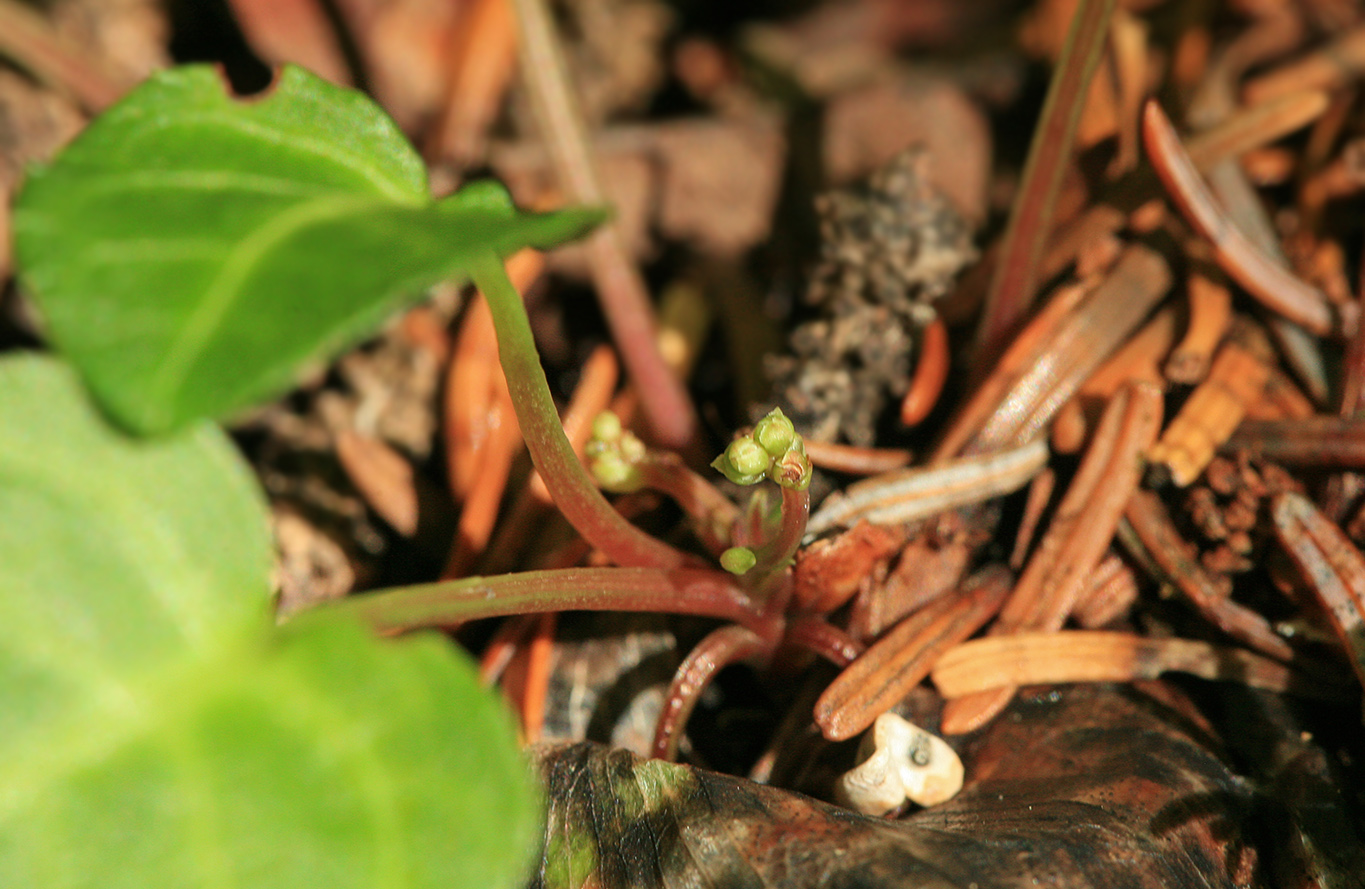 Image of Pyrola renifolia specimen.