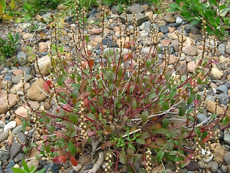 Image of Scutellaria altaica specimen.